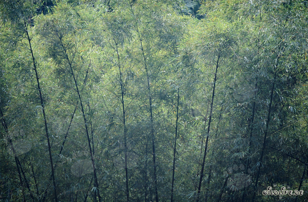 Bambú majestuoso en la exuberante selva de Viti Levu, Fiji