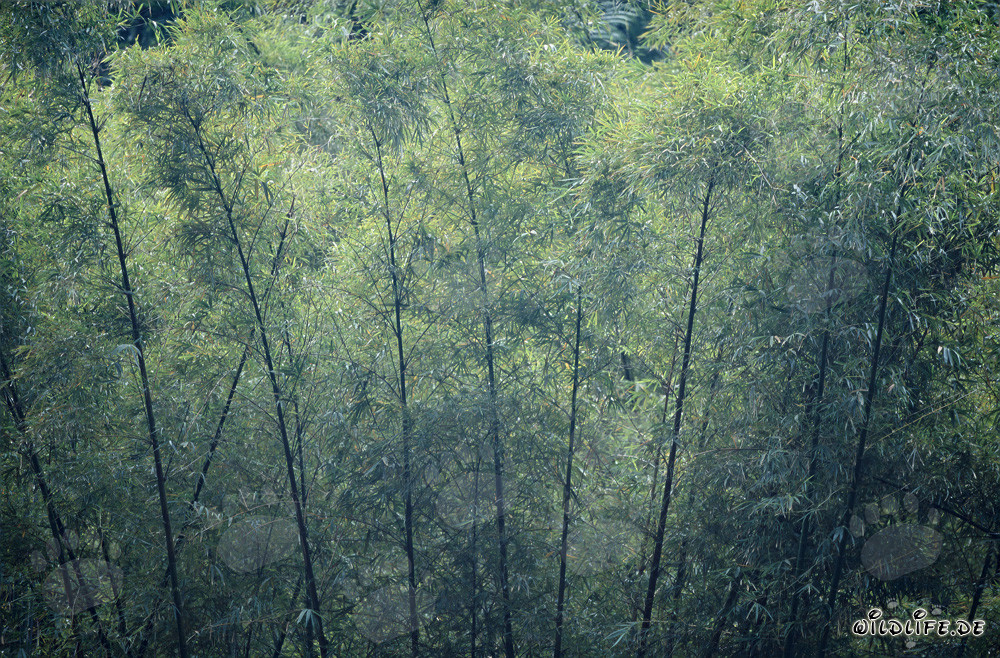 Majestätischer Bambus im üppigen Regenwald von Viti Levu, Fidschi