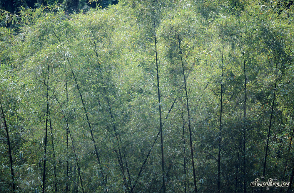 Majestic bamboo in the lush rainforest of Viti Levu, Fiji