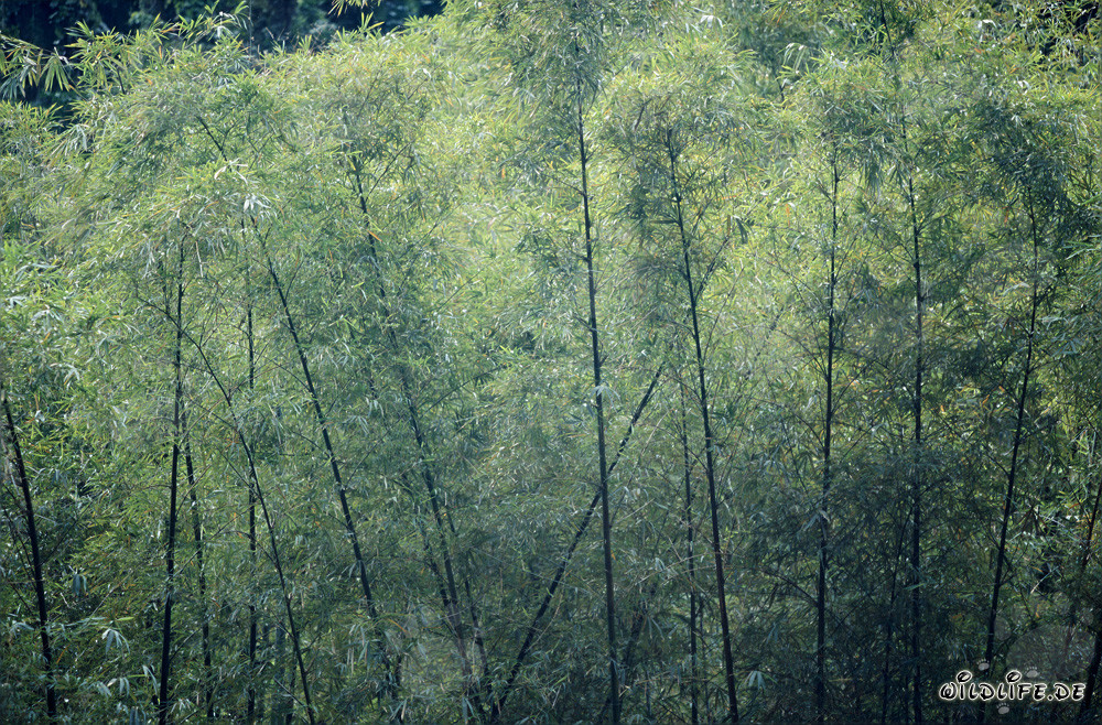 Bambou majestueux dans la luxuriante forêt tropicale de Viti Levu, Fidji
