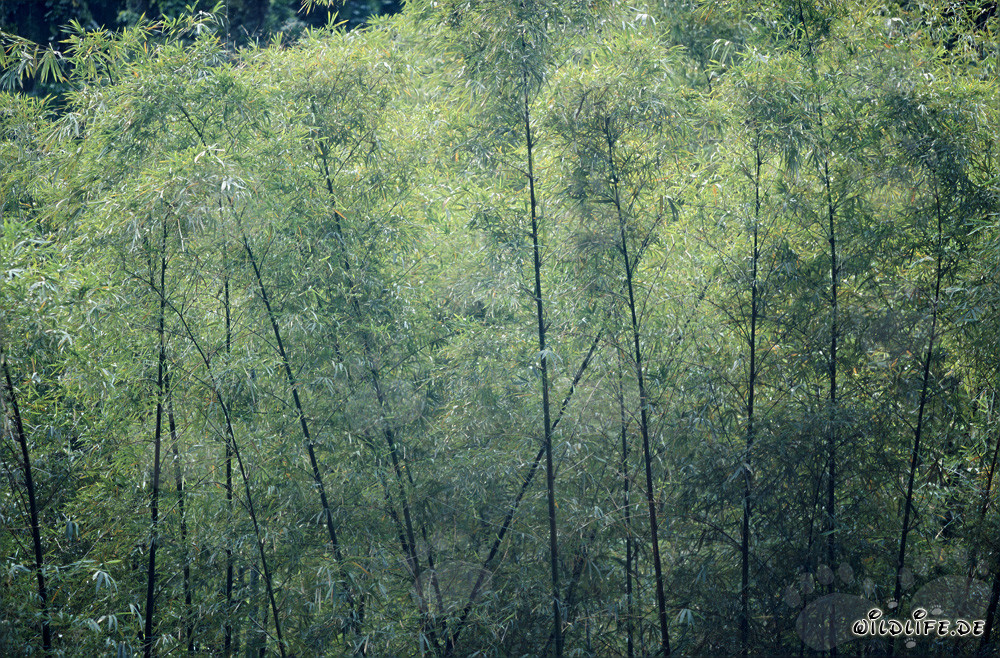 Bambù maestoso nella lussureggiante foresta pluviale di Viti Levu, Figi