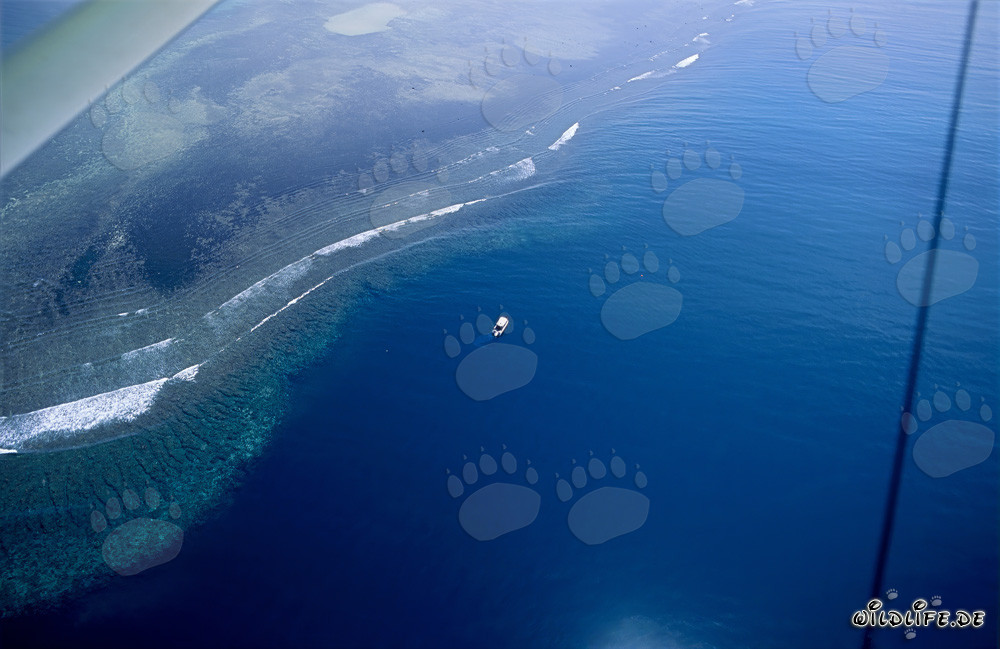 Aerial photograph of the dive boat at Shark Reef in Beqa Lagoon, Fiji