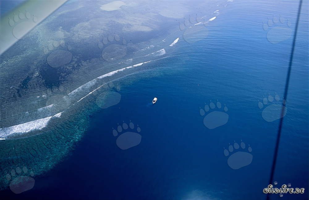 Veduta aerea del sottomarino allo Shark Reef nel lagoon di Beqa, Figi