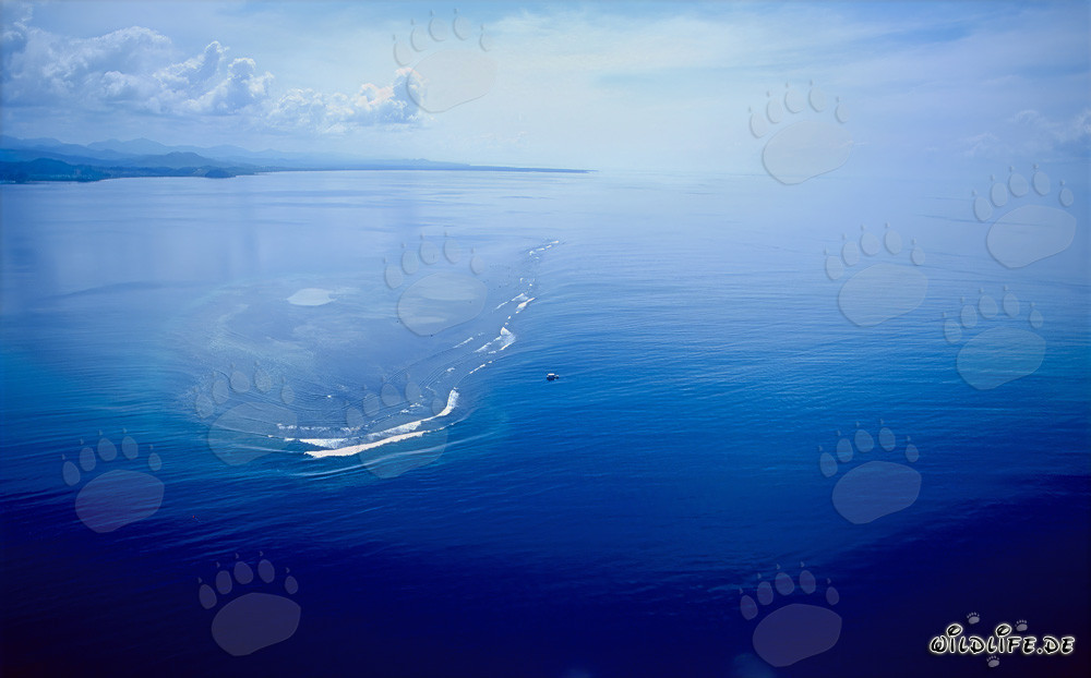 Aerial photograph of Shark Reef in Beqa Lagoon, Fiji