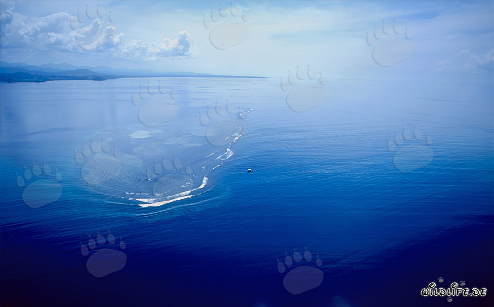 Luftaufnahme des Shark Reefs in der Beqa Lagune auf Fidschi