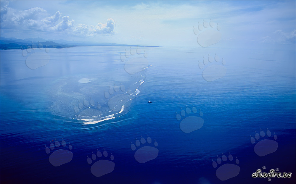 Veduta aerea dello Shark Reef nella laguna di Beqa alle Figi