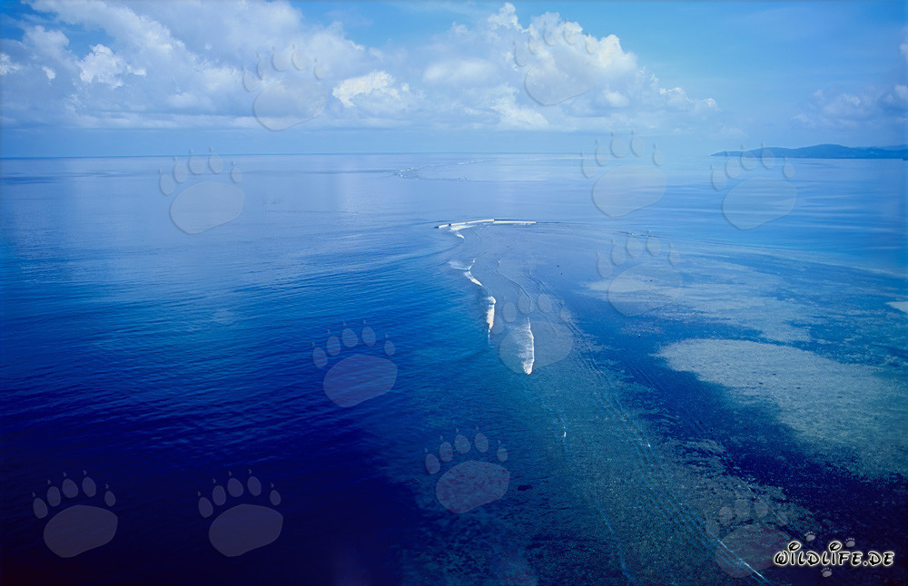 Aerial photo Shark Reef, Beqa Lagoon