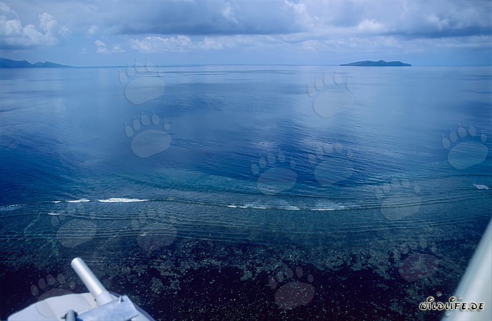 Ripresa aerea della barriera corallina dello Shark Reef nella riserva naturale di Beqa Lagoon nelle isole Figi