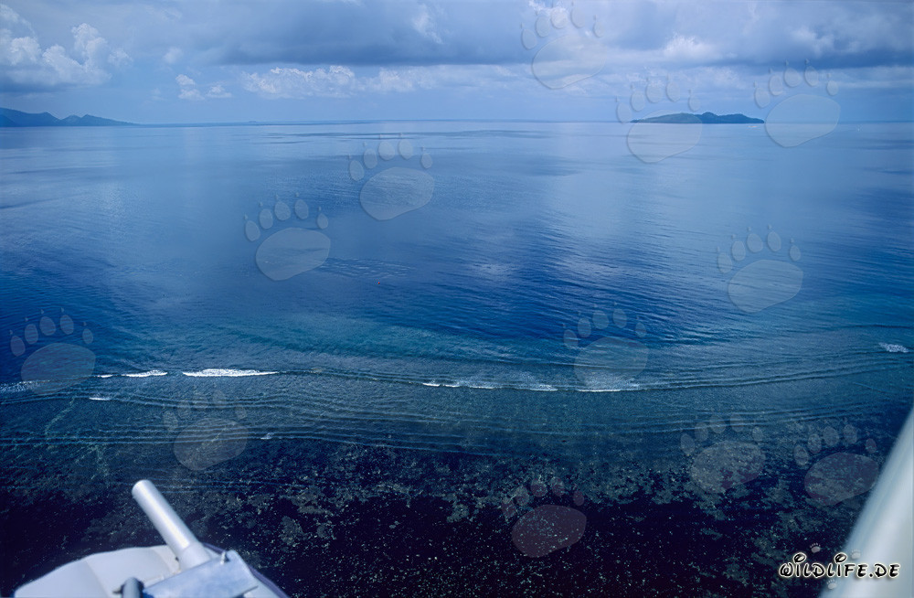 Vista aérea del arrecife de tiburones en la reserva natural de la laguna de Beqa en las islas Fiji