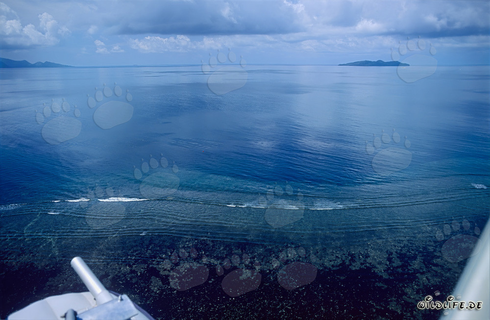 Vue aérienne du récif de requins dans la réserve naturelle de la lagune de Beqa aux îles Fidji