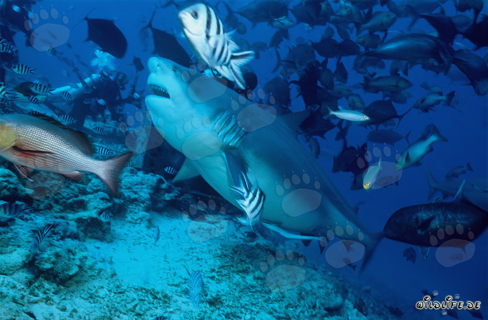 Squalo toro maestoso nelle acque di Fiji