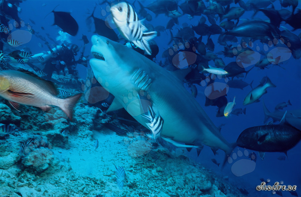 Requin taureau majestueux dans les eaux de Fidji
