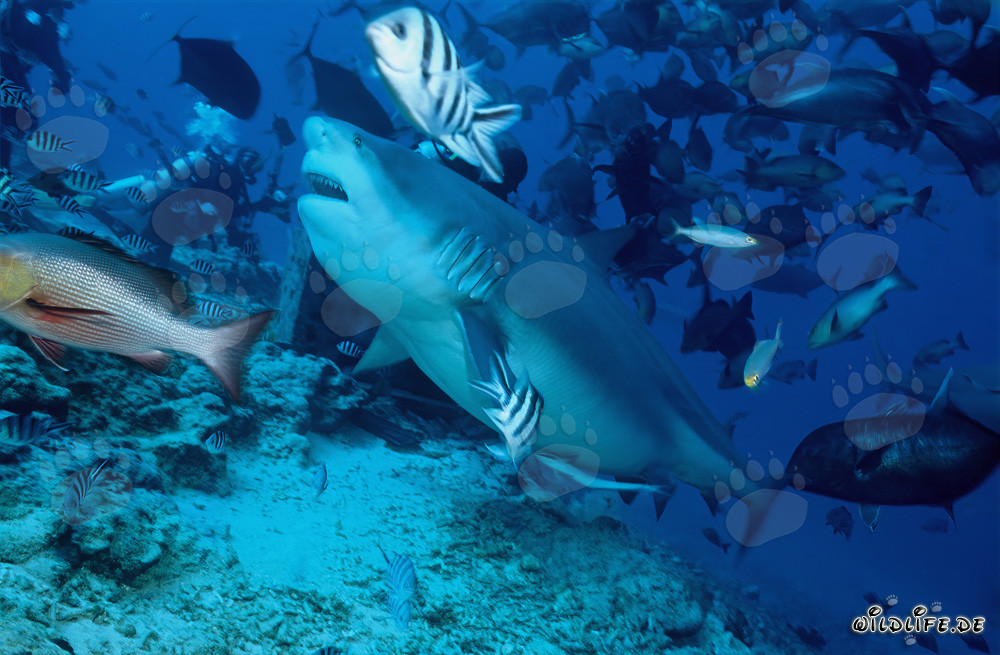 Tiburón toro majestuoso en las aguas de Fiji