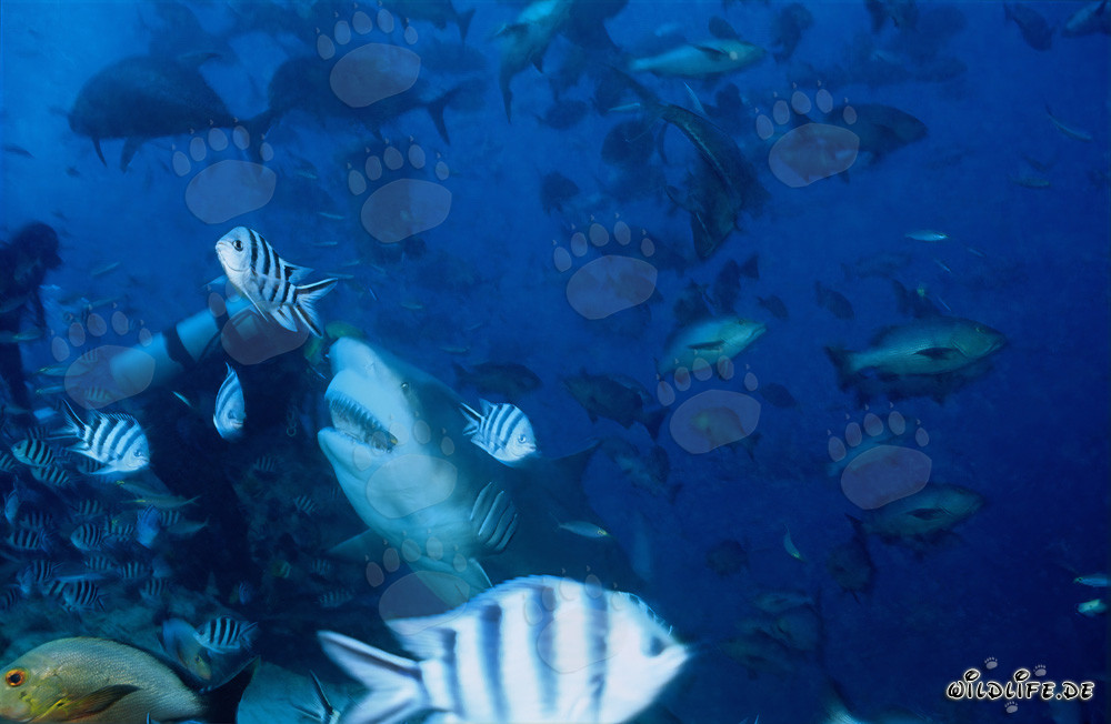 Impressive bull shark and brave diver in Beqa Lagoon, Fiji