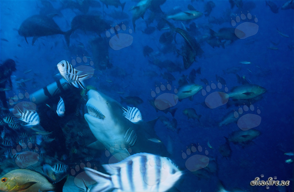 Imposanter Bullenhai und mutiger Taucher in Beqa Lagoon, Fiji
