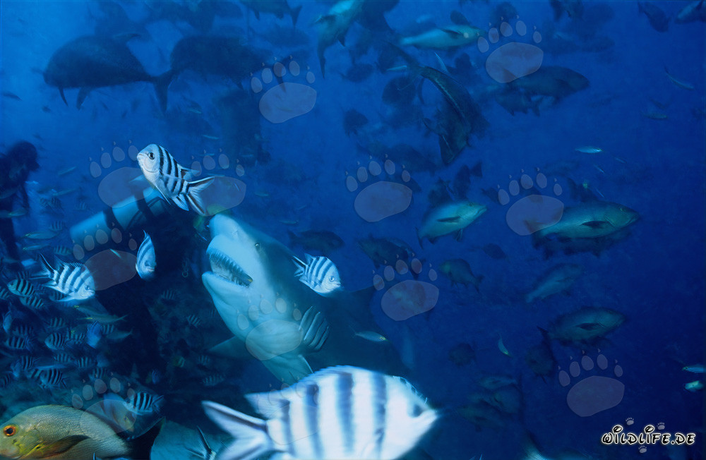 Requin-taureau imposant et plongeur courageux à Beqa Lagoon, Fidji