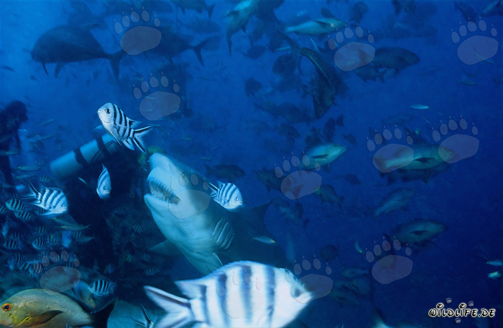 Imponente squalo toro e coraggioso subacqueo a Beqa Lagoon, Figi
