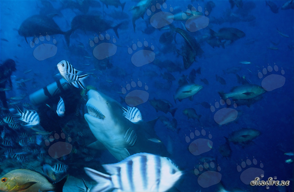 Impresionante tiburón toro y valiente buzo en Beqa Lagoon, Fiji