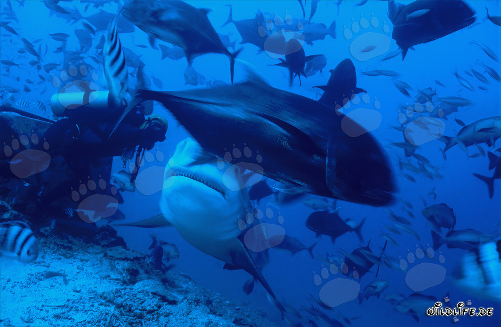 Bullenhai und Taucher in der Beqa Lagune, Fiji
