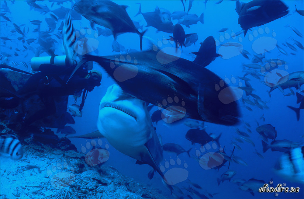 Bull Shark and Diver in Beqa Lagoon, Fiji
