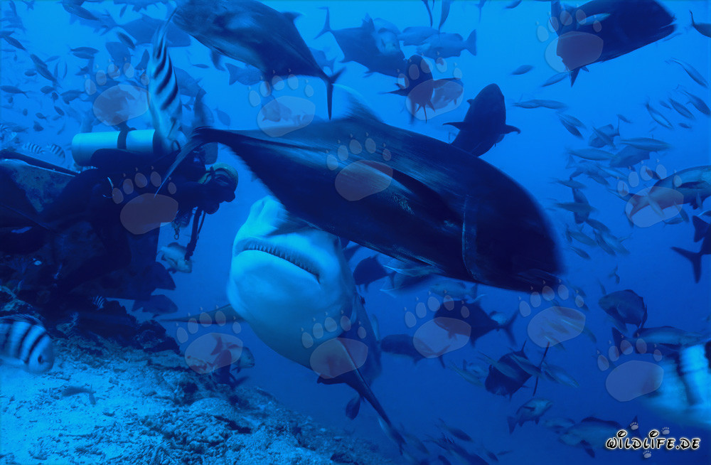 Requin bouledogue et plongeur dans le lagon de Beqa, Fidji