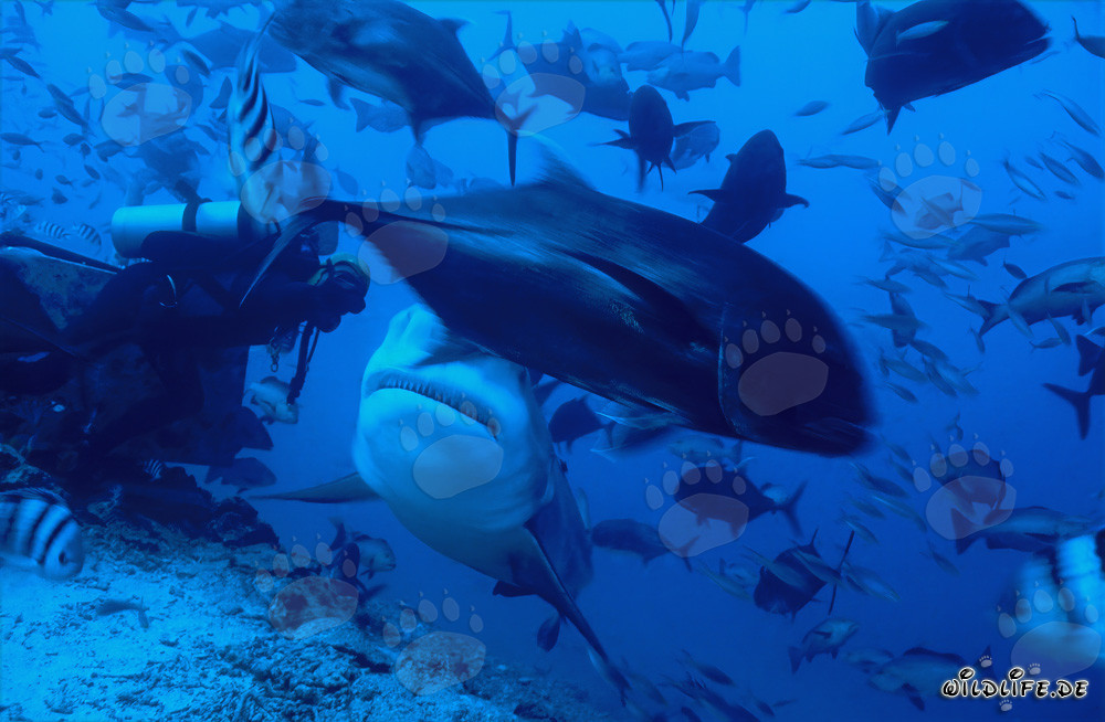 Squalo toro e subacqueo nella laguna di Beqa, Figi