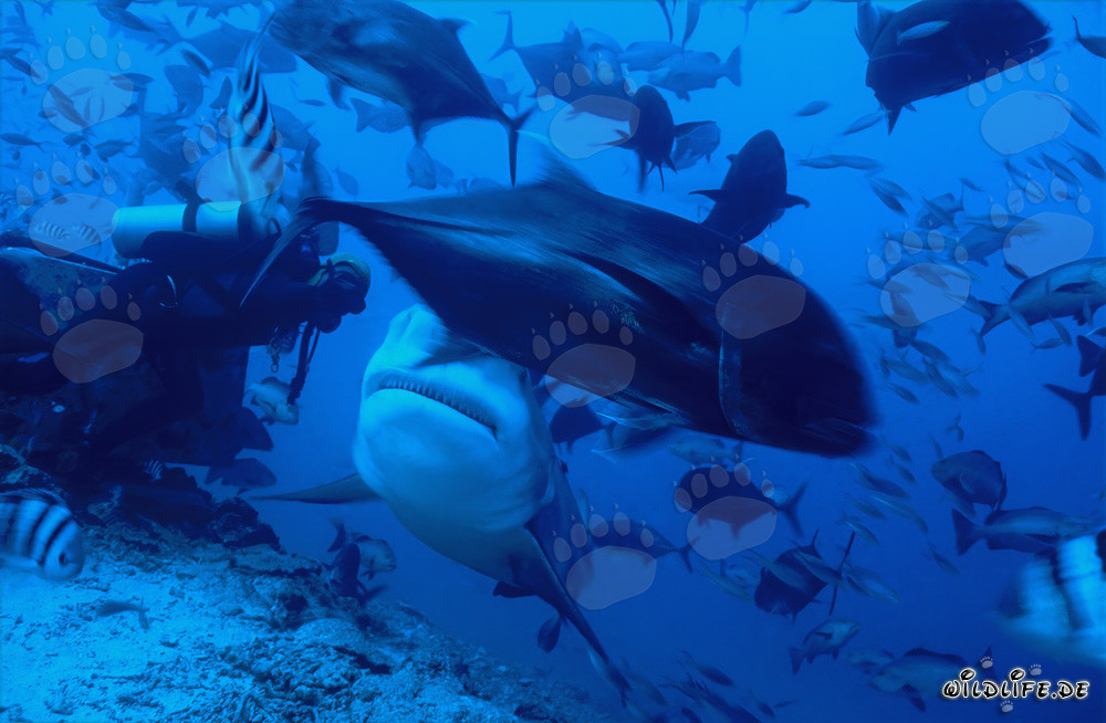 Tiburón Toro y buceador en la laguna de Beqa, Fiji