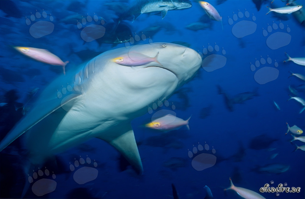 Impresionante toma de un tiburón toro desde abajo