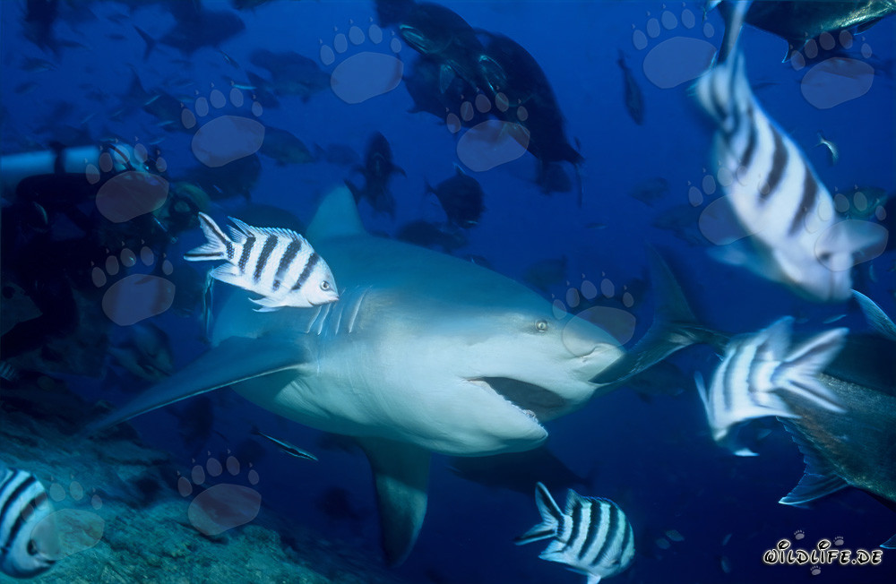 Bull Shark observing a fascinating object
