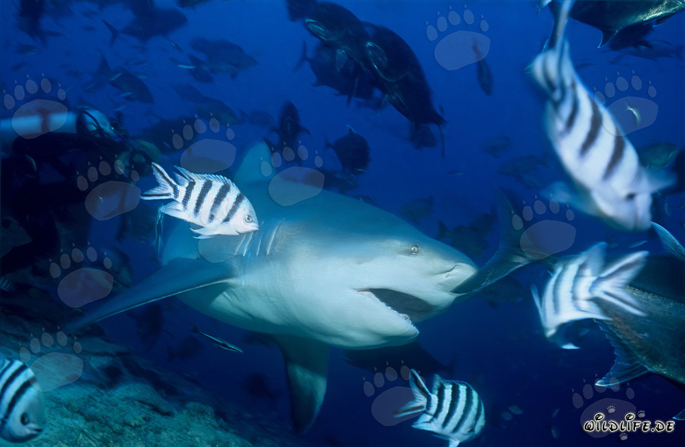 Requin taureau observant fasciné un objet intéressant