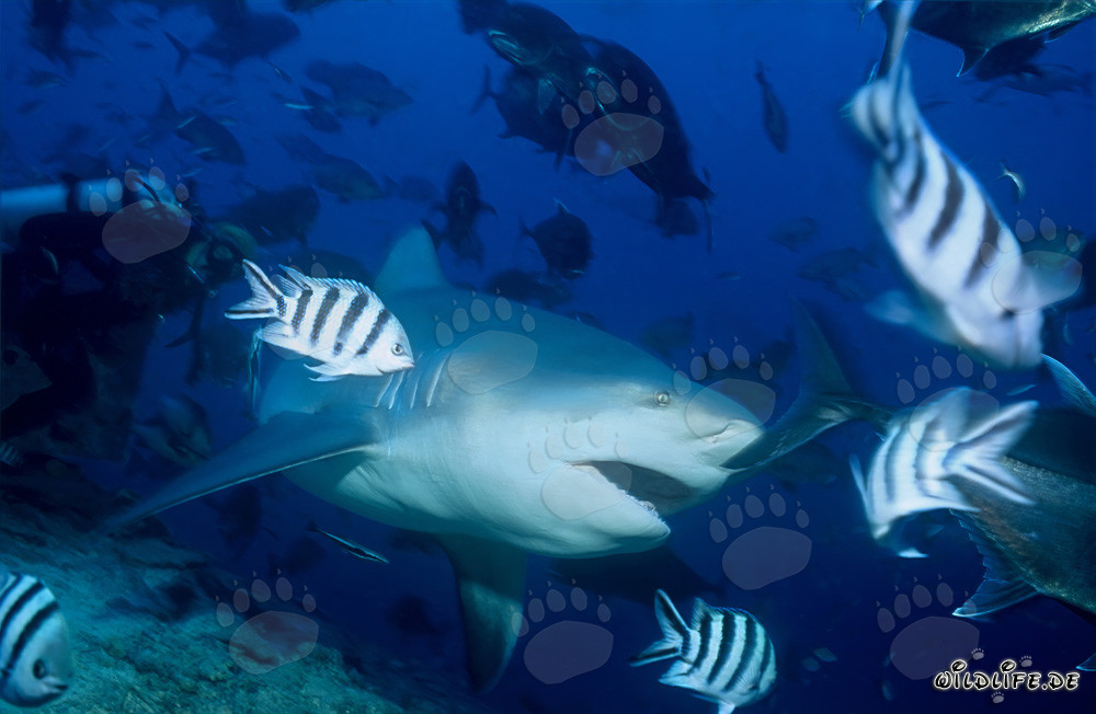 Squalo toro osserva affascinato un oggetto interessante