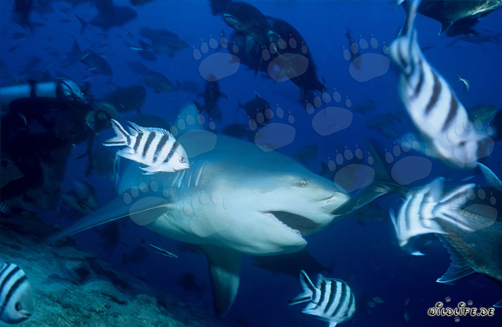 Tiburón toro observa fascinado un objeto interesante