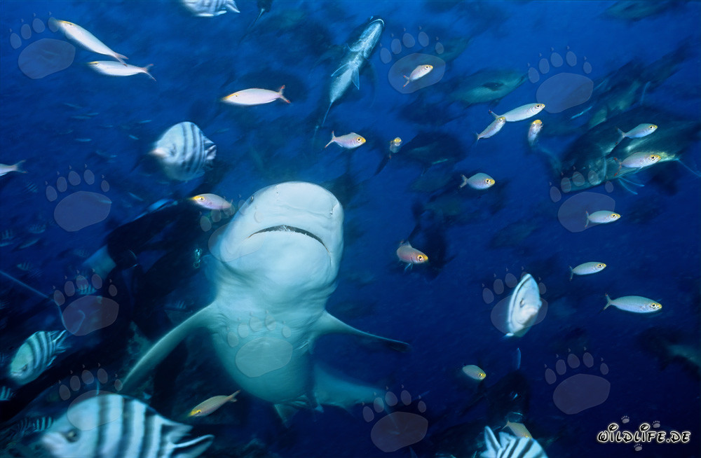 White underside of the Bull Shark - impressive underwater motif