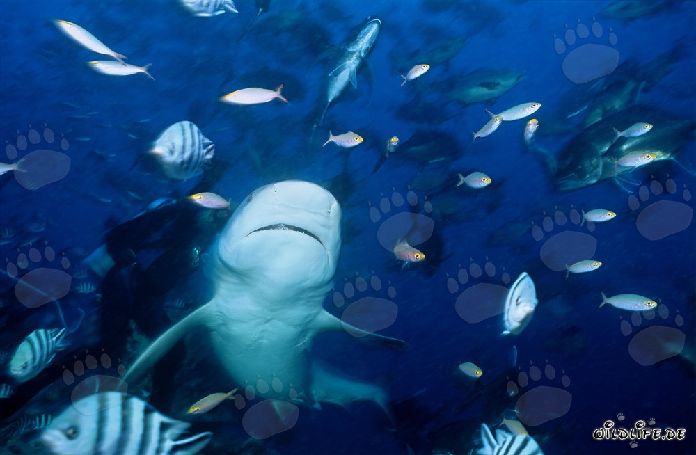 Face ventrale blanche du requin bouledogue - impressionnante motif sous-marin