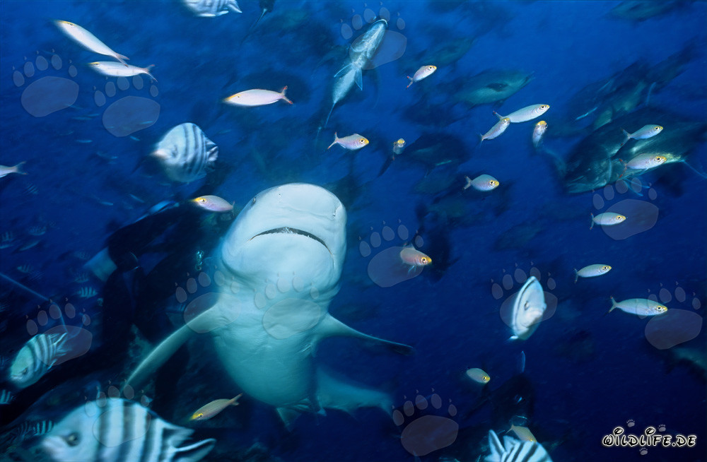 Ventre bianco impressionante dello squalo toro - impressionante motivo subacqueo