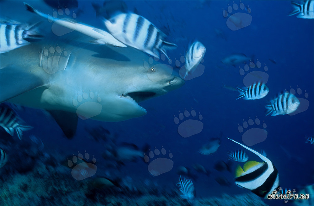 Impressive bull shark with open mouth in Beqa Lagoon, Fiji