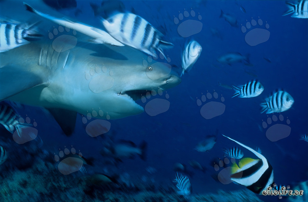 Requin taureau impressionnant avec la gueule ouverte dans le lagon de Beqa, Fidji