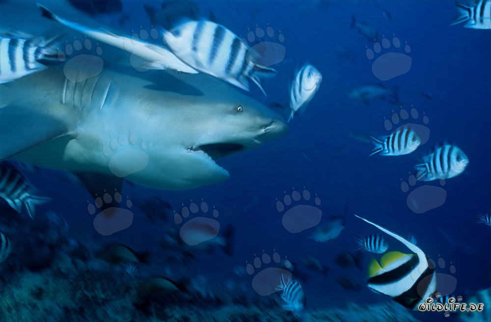 Impresionante tiburón toro con la boca abierta en la laguna de Beqa, Fiji