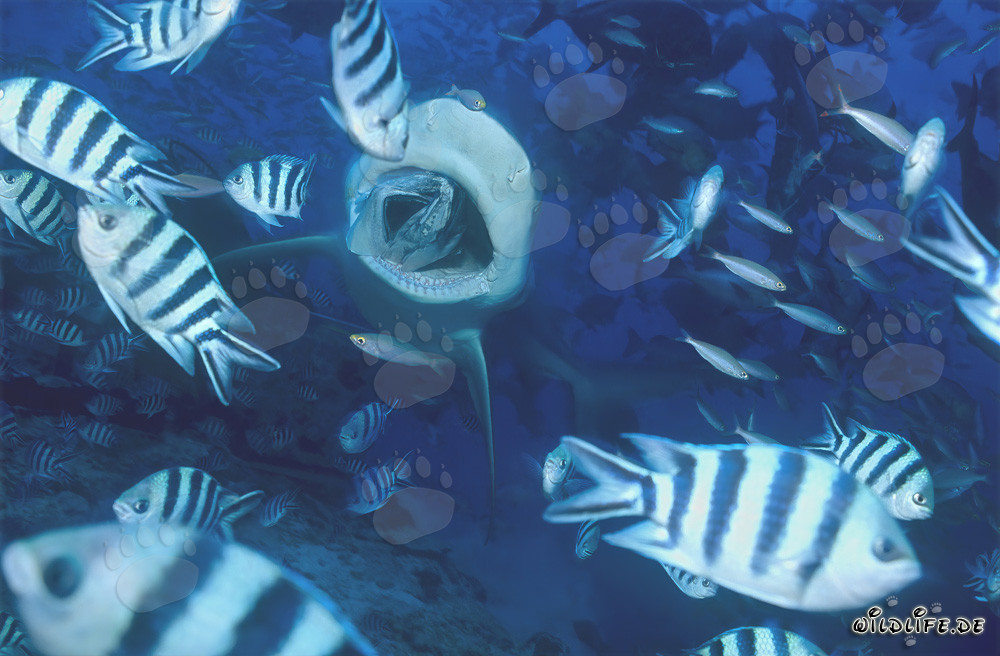 Requin taureau en action