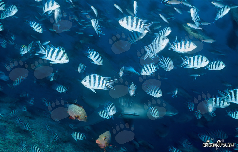 Bullenhai und Rifffische