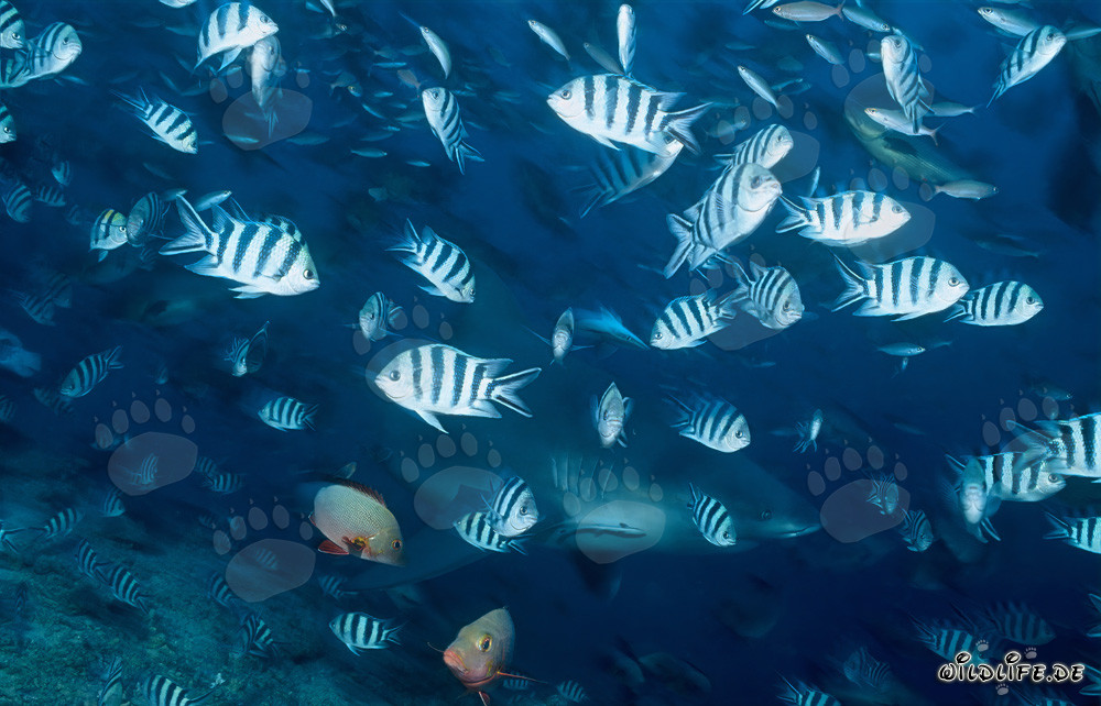 Requin taureau et poissons de récif