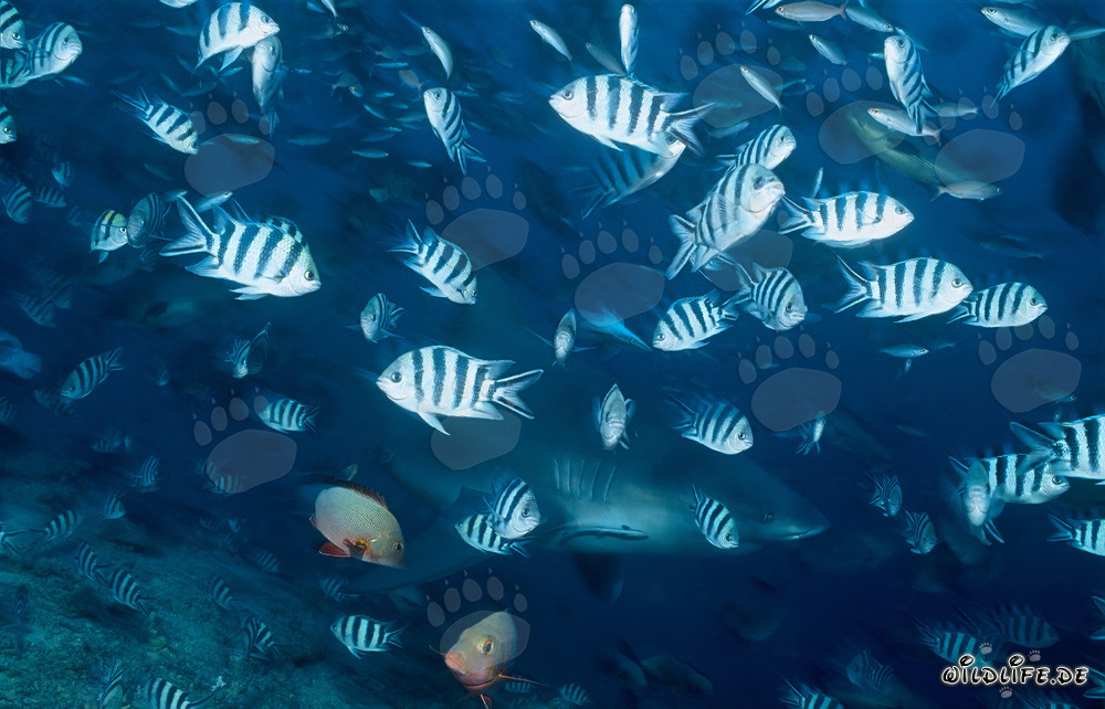 Tiburón toro y peces de arrecife