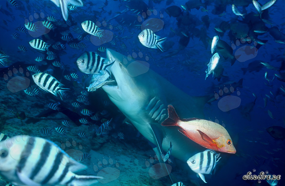 Bullenhai greift nach Köderfisch