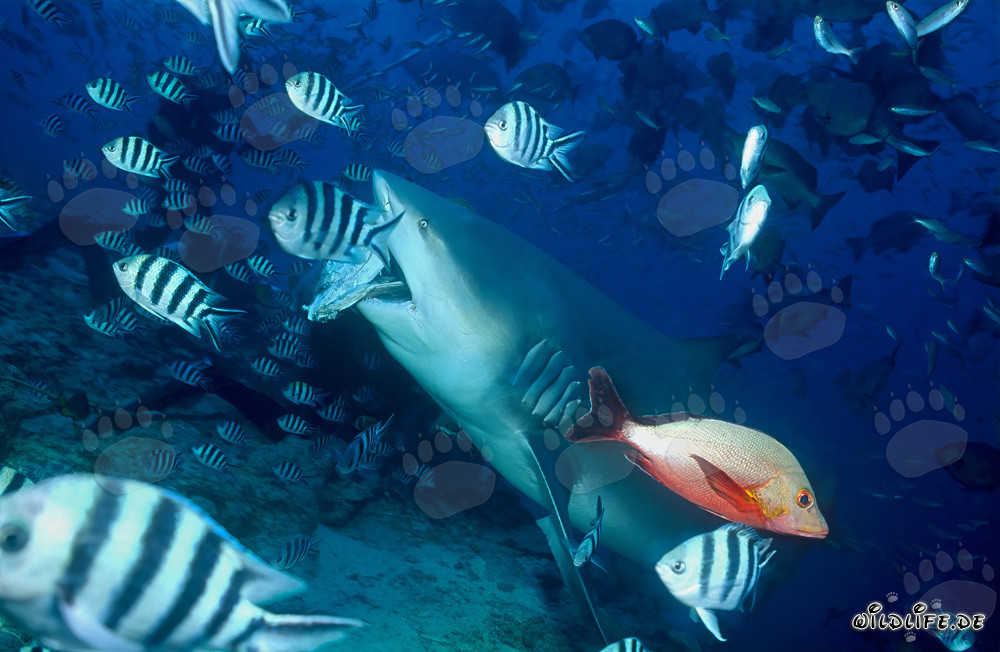 Requin taureau attrape un appât