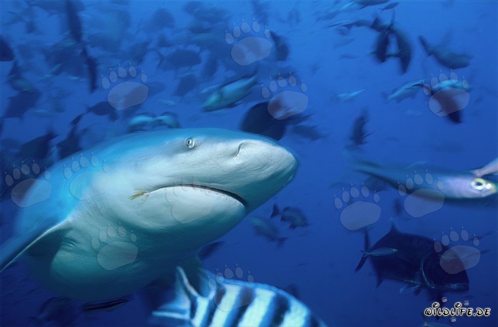 Sous-page du requin taureau