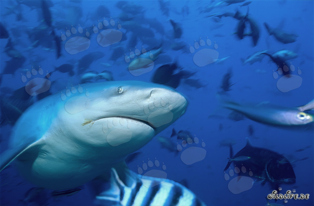 Página de subgénero de tiburón toro