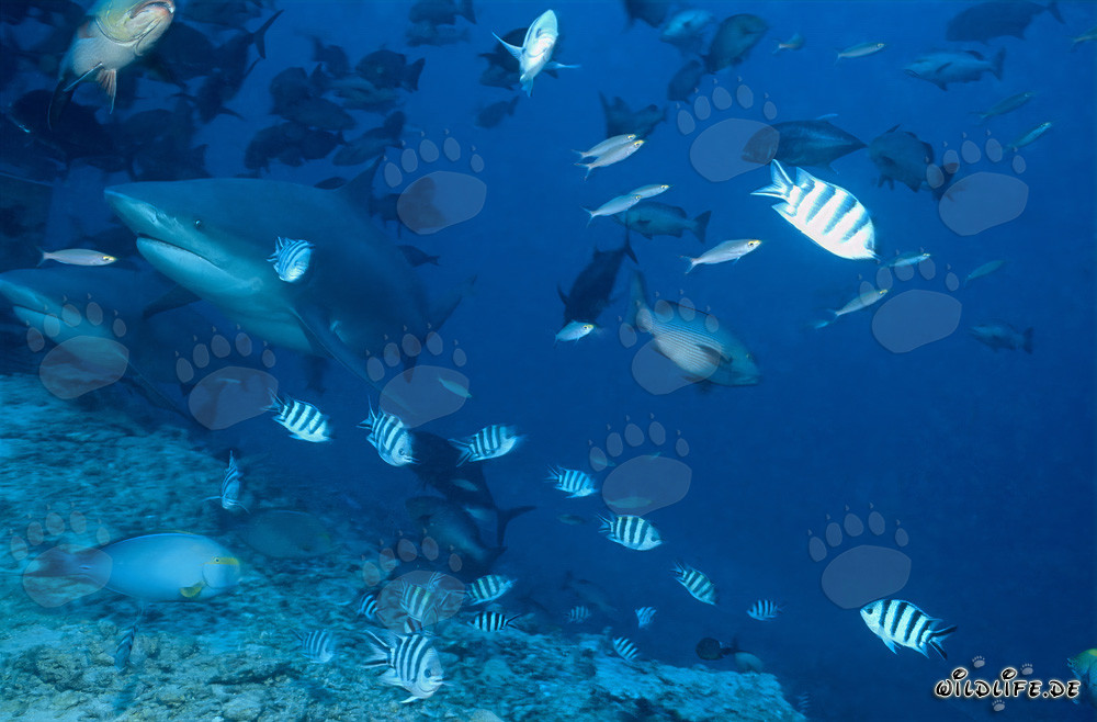 Two impressive Bull Sharks swimming in the clear waters of Beqa Lagoon, Fiji