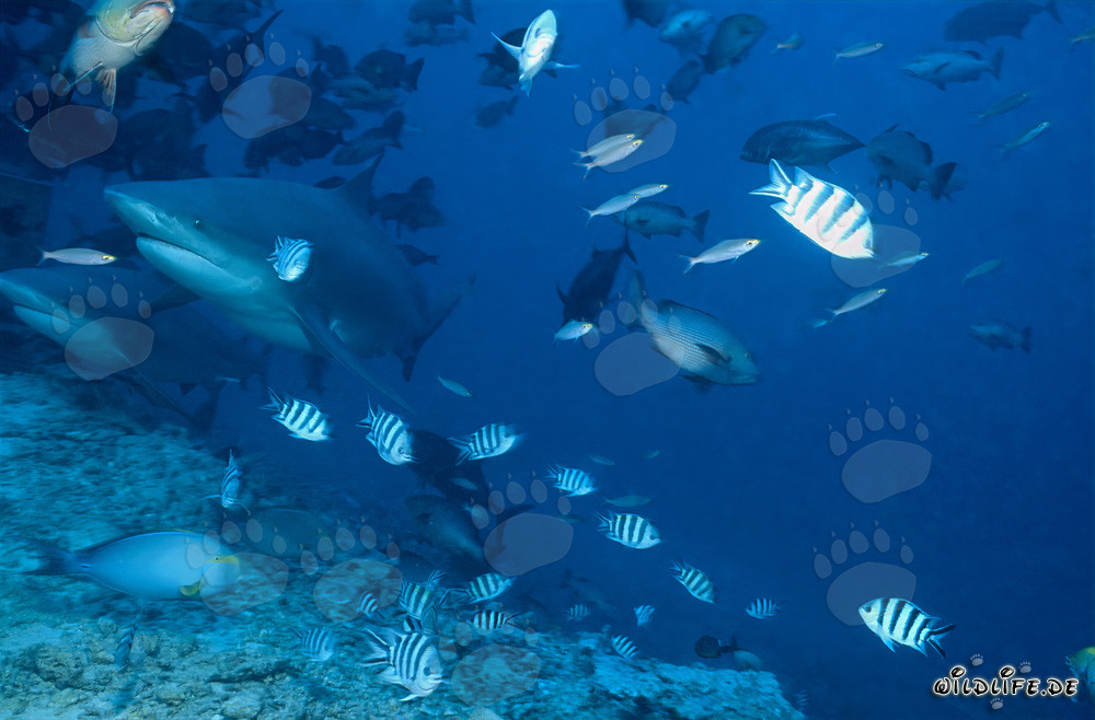 Zwei imposante Bullenhaie schwimmen im klaren Wasser von Beqa Lagoon, Fiji