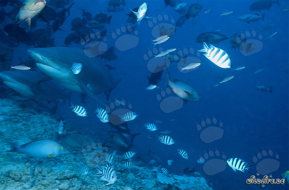 Deux impressionnants requins taureaux nagent dans les eaux claires de Beqa Lagoon, Fidji