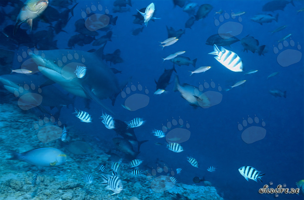 Due imponenti squali toro nuotano nelle acque cristalline di Beqa Lagoon, Figi